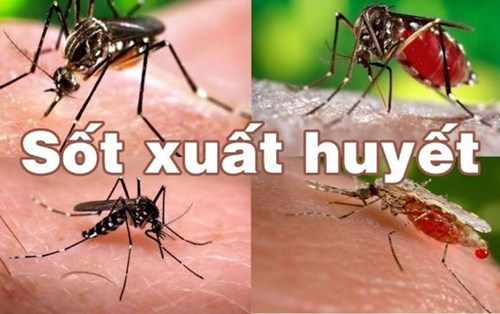 Sốt xuất huyết vào mùa: Cảnh báo việc dùng sai thuốc điều trị 